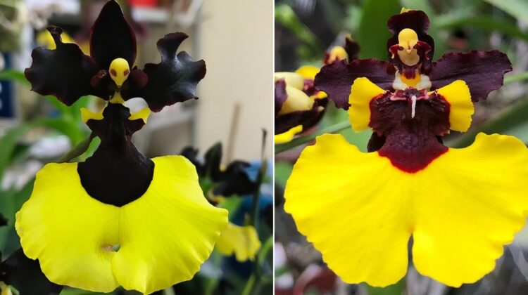 The Beauty of Gomesa Jiaho Queen Orchid: A Rare and Exquisite Flower