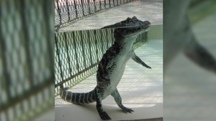 Did You Know? Alligators Actually Walk On Their Two Legs In Water