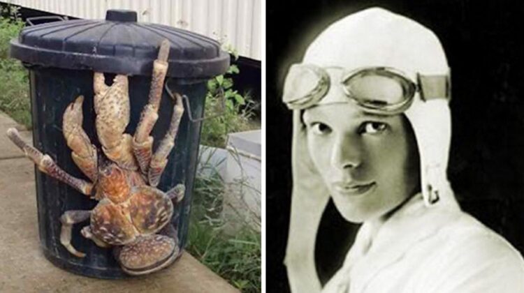 Meet The Worlds Largest Land Crab That May Have Eaten Amelia Earhart Alive 